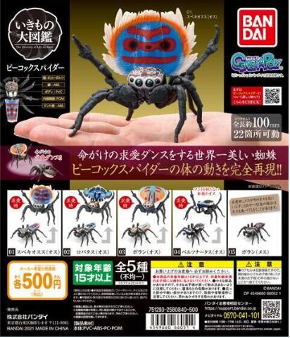 扭蛋 生物大圖鑒 孔雀蜘蛛 500日元（HCP-66051）